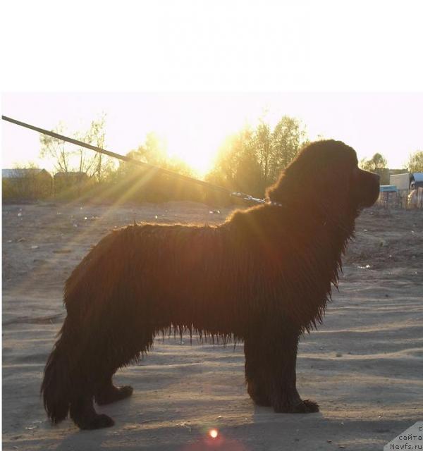 Фото: ньюфаундленд Отважный Рыцарь от Сибирского Медведя