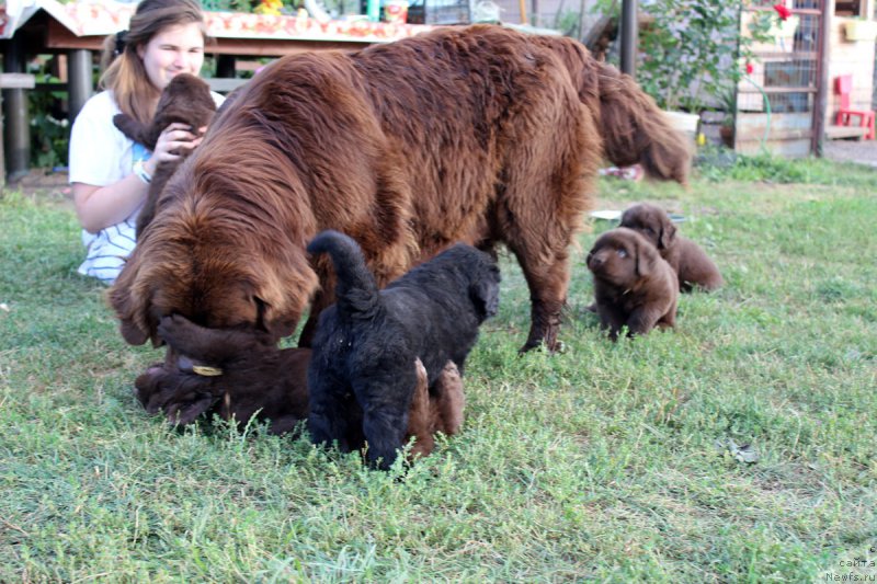 Фото: ньюфаундленд Великий Медведь Камелия, с детишками