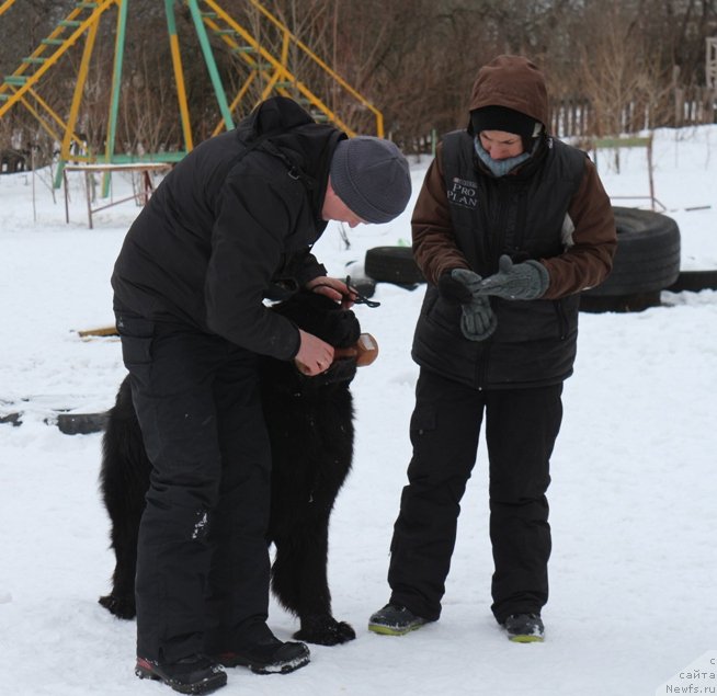 Фото: Игорь, ньюфаундленд Егор с Берега Дона (Egor s Berega Dona), Александра Фетисова