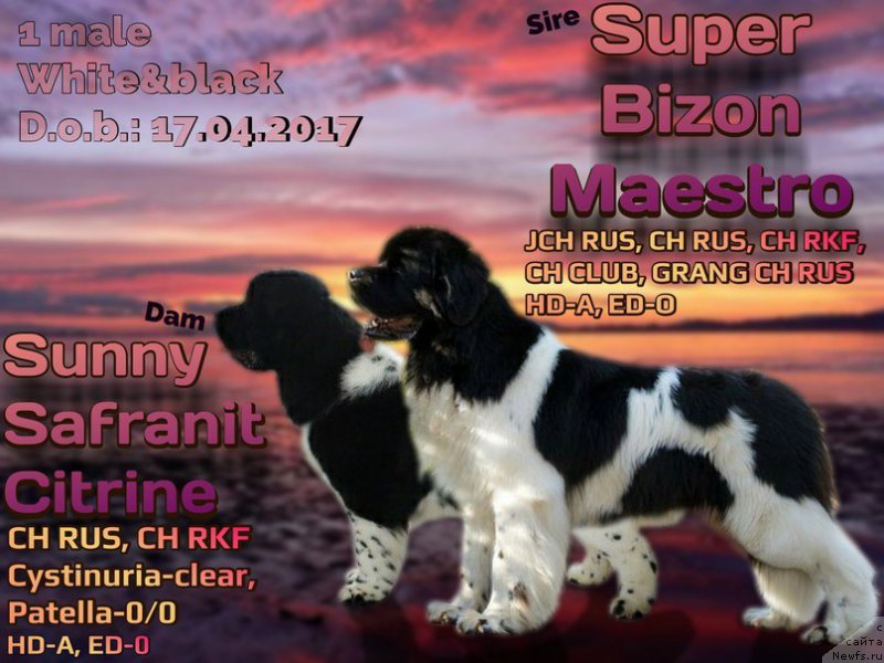 Фото: ньюфаундленд Сунну Сафранит Цитрине (Sunny Safranit Citrine), ньюфаундленд Супер Бизон Маэстро (Super Bizon Maestro)