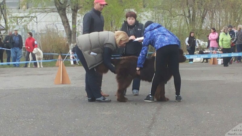 Фото: ньюфаундленд Хакку Шоколадный Медведь (Hakku Shokoladnyy Medved)
