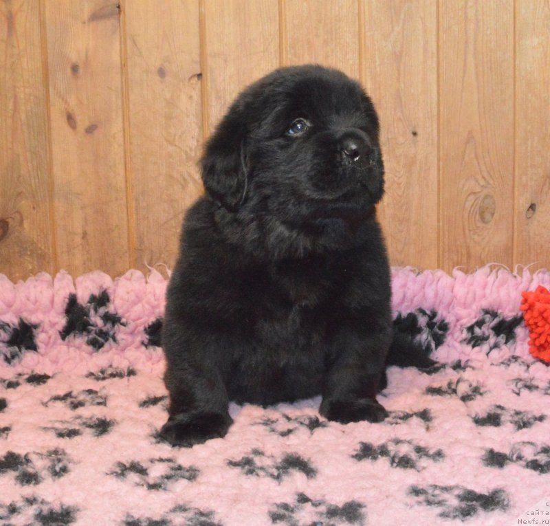 Фото: щенок кобель фиолетовая лента, ньюфаундленд Смигар Жук в Муравейнике (Smigar Juk V Muravejnike)