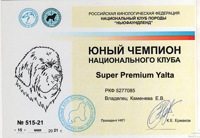 Фото: ньюфаундленд Супер Премиум Ялта (Super Premium Yalta)
