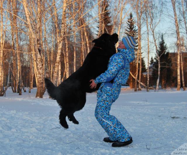 Фото: ньюфаундленд Формула Любви от Сибирского Медведя, Елена Попова