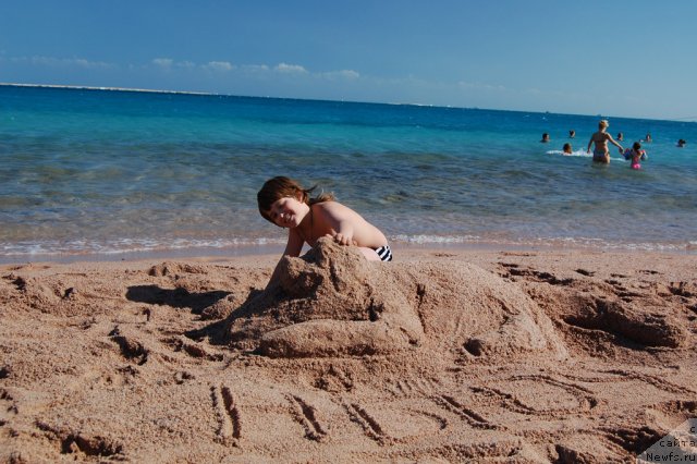 Фото: песочный ньюф, абориген Кирилл