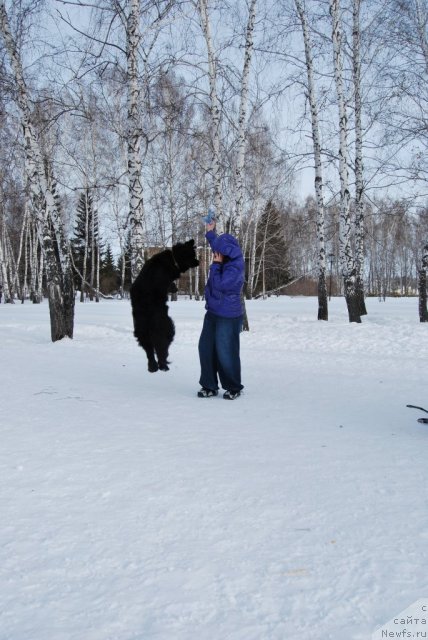 Фото: ньюфаундленд Формула Любви от Сибирского Медведя, Полина Заозернова