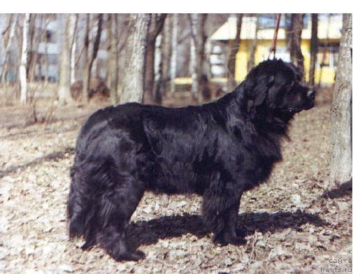 Фото: ньюфаундленд Великий Медведь Блэк Куин (Velikiy Medved Black Queen)