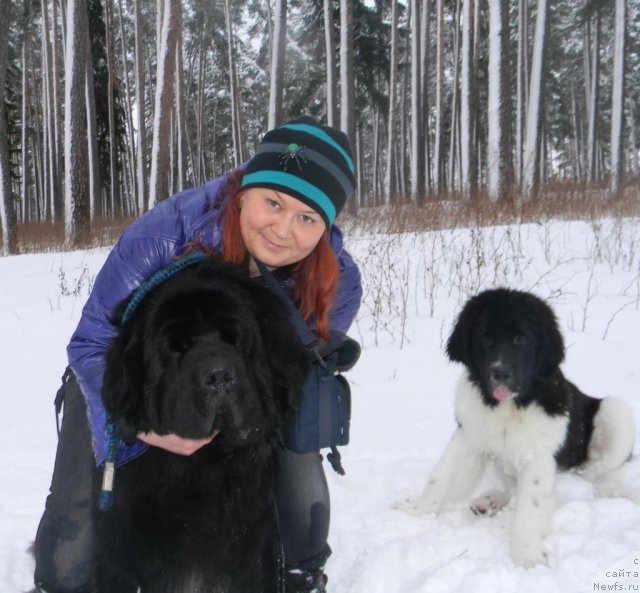 Фото: Полина Заозернова, ньюфаундленд Чинзано Асти от Сибирского Медведя, ньюфаундленд Потап Юнитер
