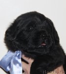 Превью фото № 107764