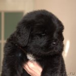 Превью фото № 109473