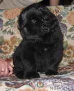 Превью фото № 118891