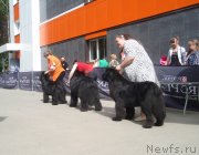 Превью фото № 126843