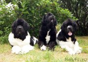 Превью фото № 130790