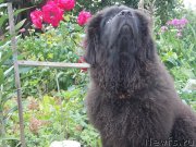 Превью фото № 131119