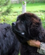 Превью фото № 131512