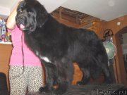 Превью фото № 131634