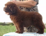 Превью фото № 132605