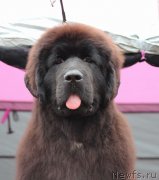 Превью фото № 134565