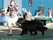 Превью фото № 135085