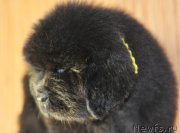 Превью фото № 140144