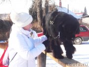 Превью фото № 144561