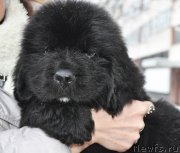 Превью фото № 147095