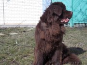 Превью фото № 149033