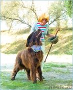 Превью фото № 152895