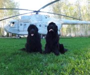 Превью фото № 153051