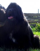 Превью фото № 155629