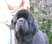 Превью фото № 158579