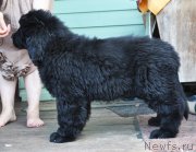 Превью фото № 161038