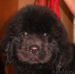 Превью фото № 16261