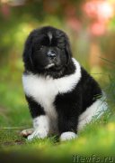 Превью фото № 163506