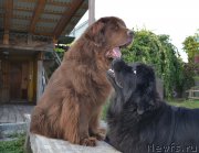 Превью фото № 164535