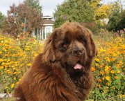 Превью фото № 165064