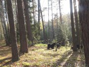 Превью фото № 165838