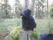 Превью фото № 165849