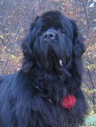 Превью фото № 165941