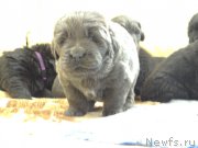 Превью фото № 167045