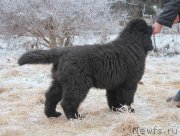 Превью фото № 168914