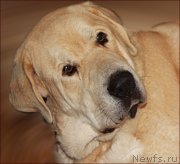 Превью фото № 169561