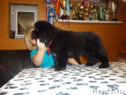 Превью фото № 170111