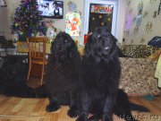 Превью фото № 173294