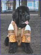 Превью фото № 173741