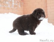 Превью фото № 174865