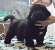 Превью фото № 175789