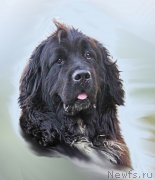 Превью фото № 177362