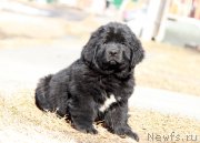 Превью фото № 178545