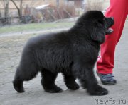 Превью фото № 179351